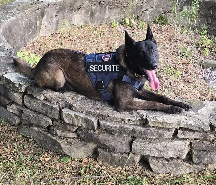 Agent canin en repos